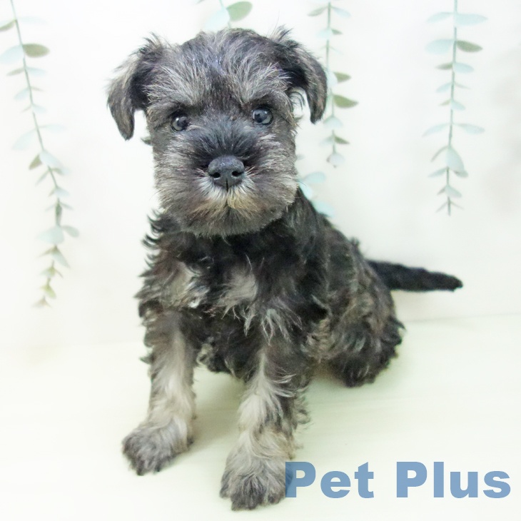 ミニチュア・シュナウザー