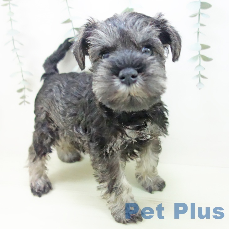 ミニチュア・シュナウザーの写真2