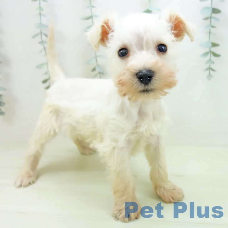 ミニチュア・シュナウザー