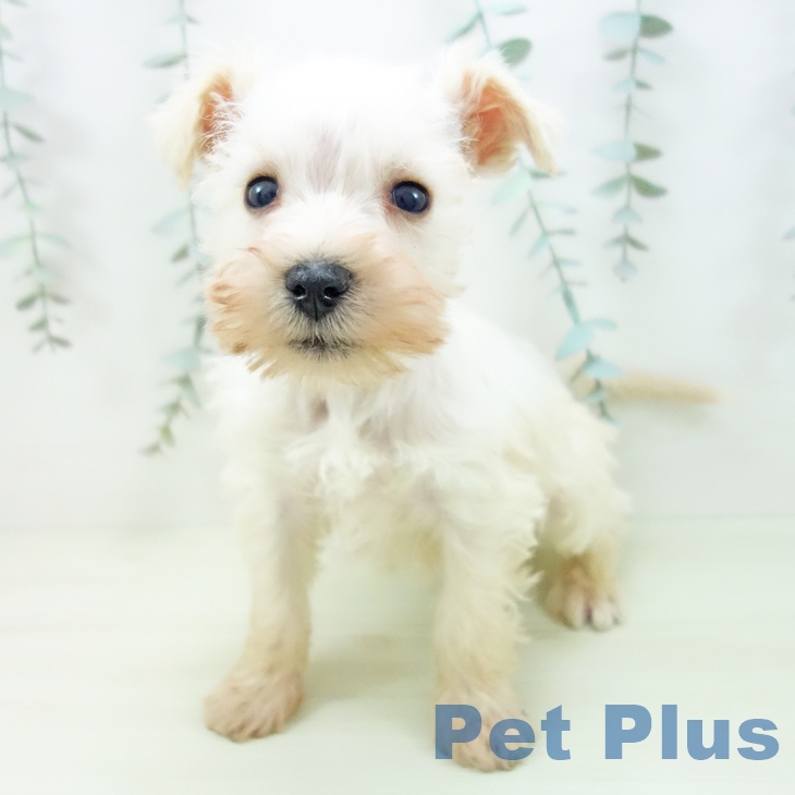 ミニチュア・シュナウザーの写真2