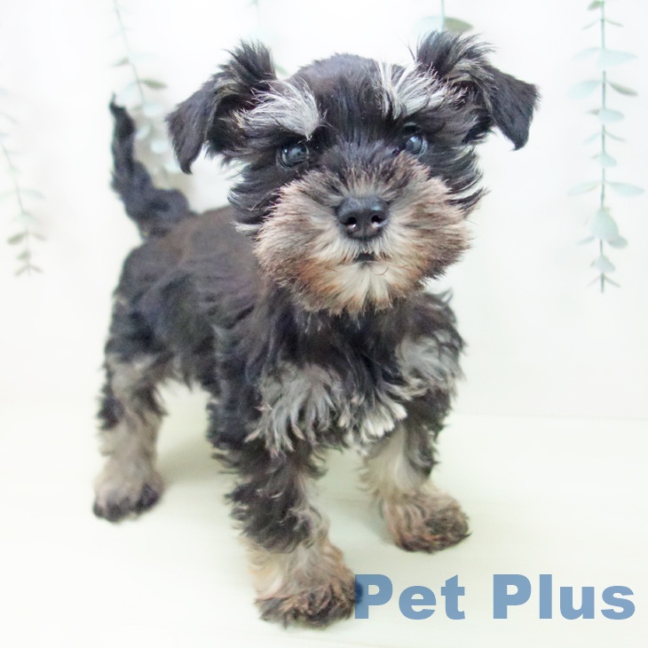 ミニチュア・シュナウザー