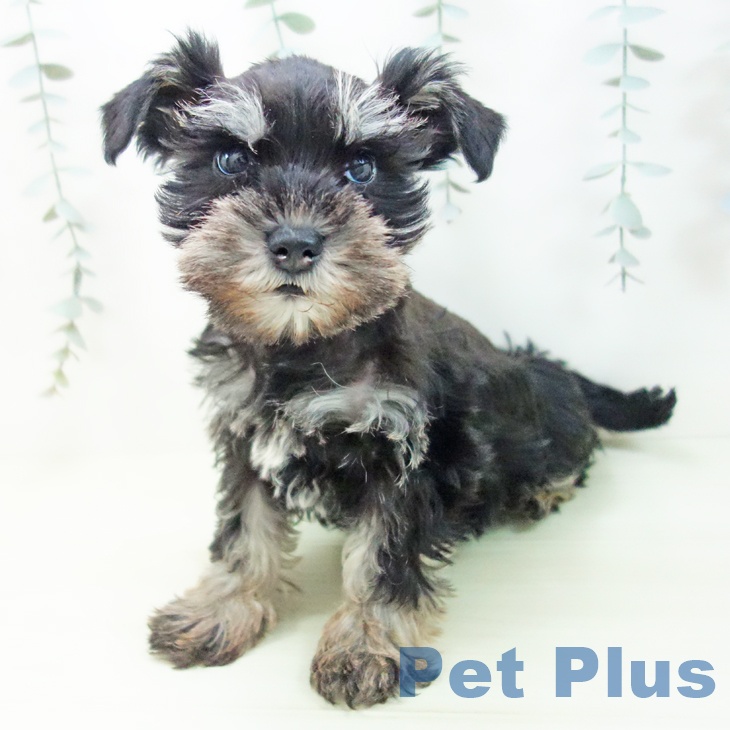 ミニチュア・シュナウザーの写真2