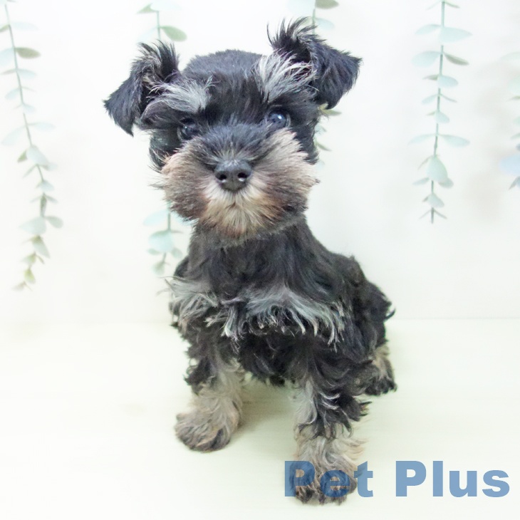 ミニチュア・シュナウザーの写真2