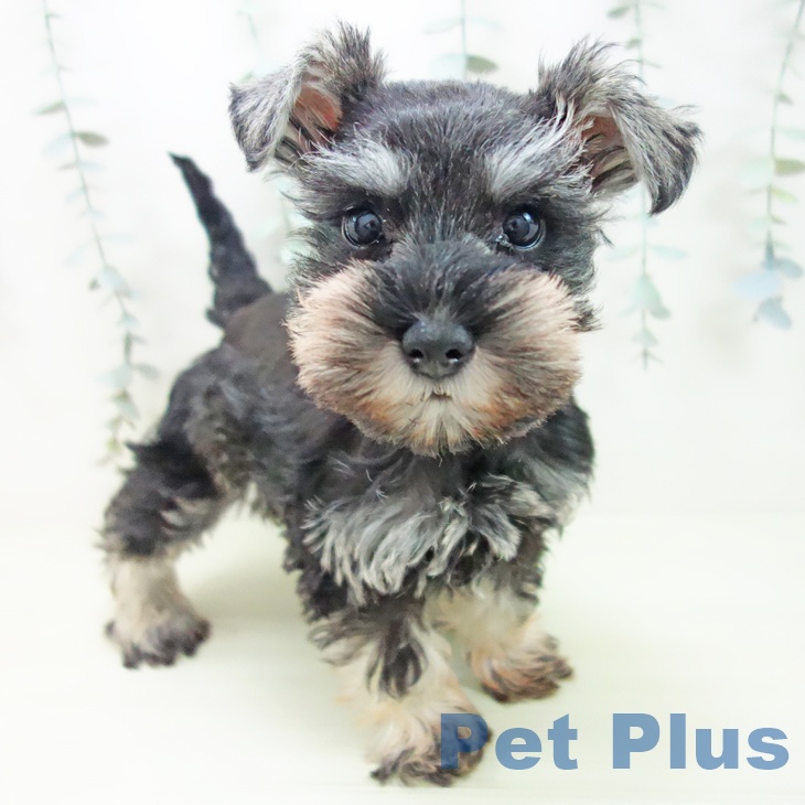 ミニチュア・シュナウザー