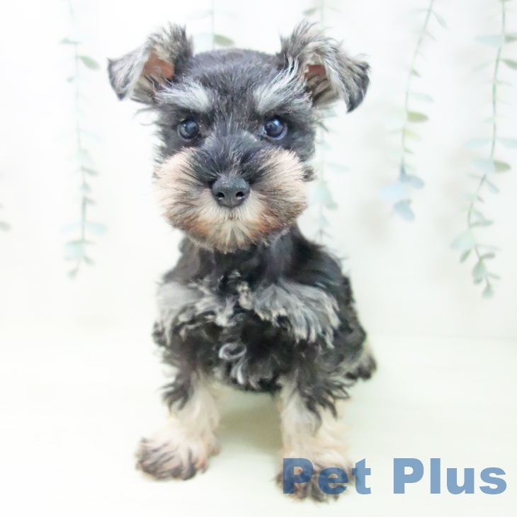 ミニチュア・シュナウザーの写真2