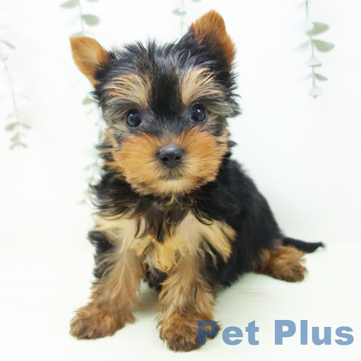 ヨークシャー・テリア