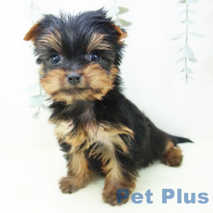 ヨークシャー・テリアの写真2