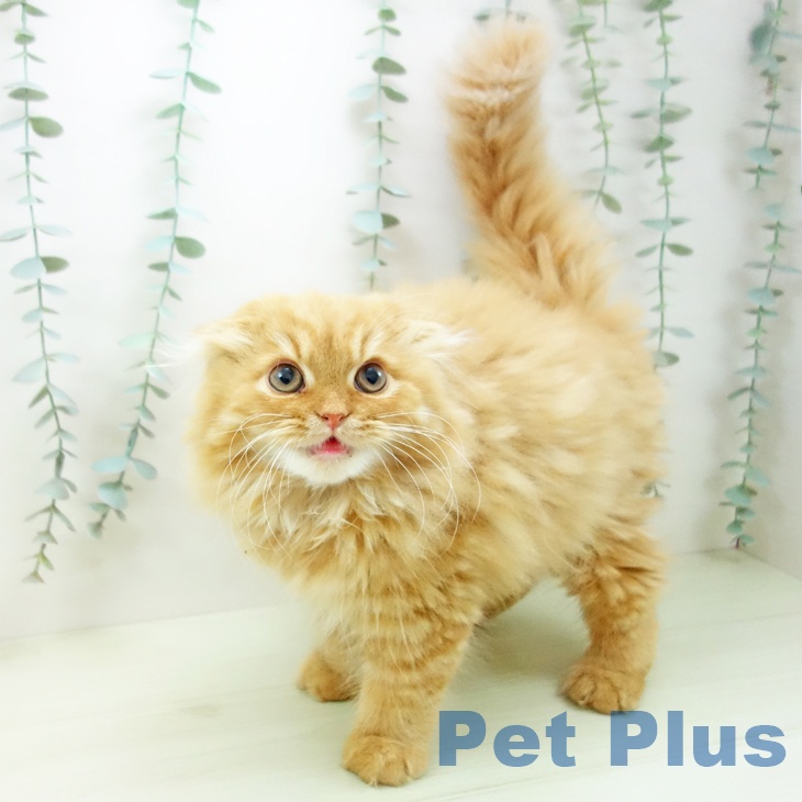 スコティッシュフォールド