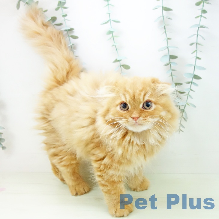 スコティッシュフォールドの写真2