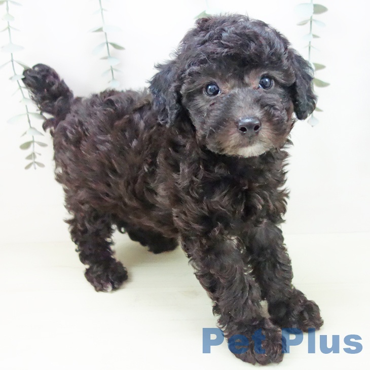 トイ・プードルの写真2