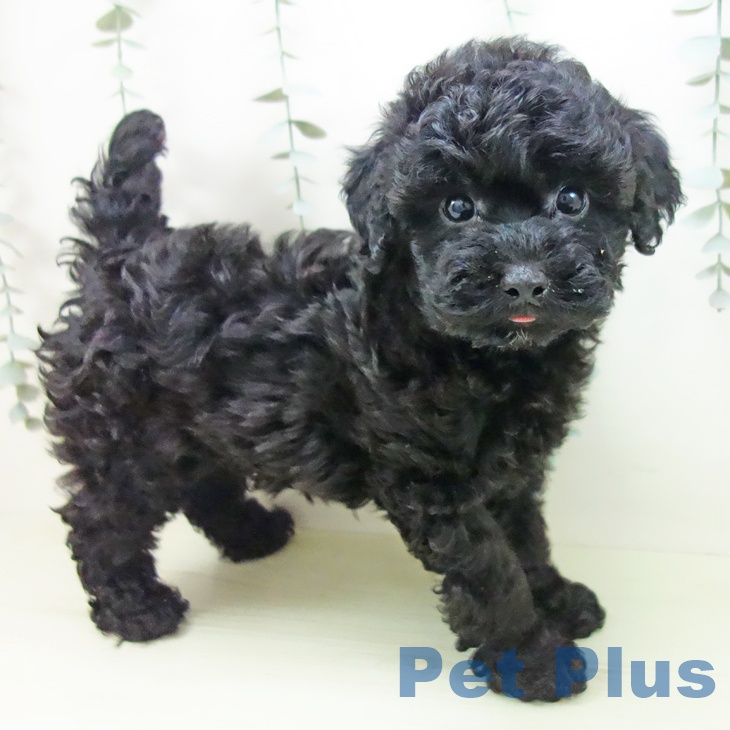 トイ・プードルの写真2