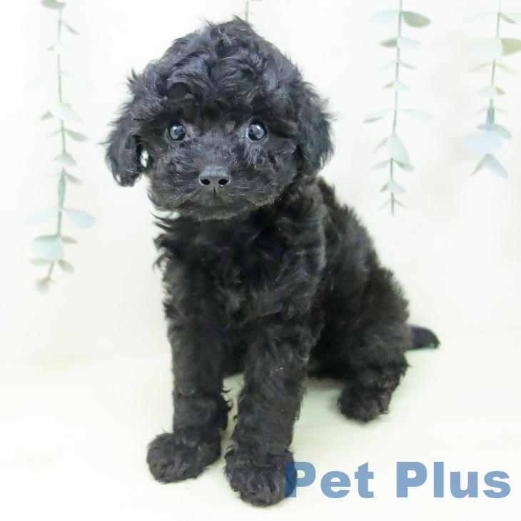 トイ・プードル