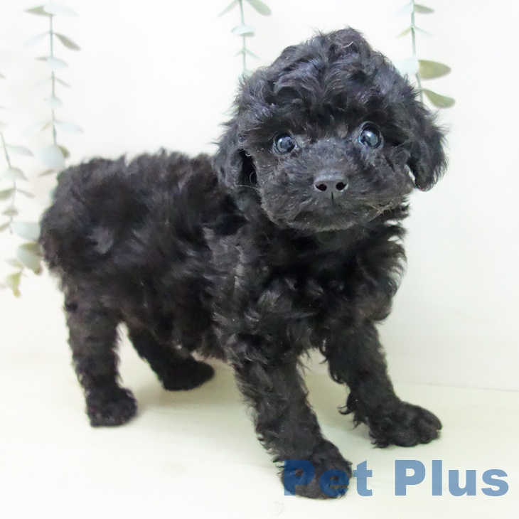 トイ・プードルの写真2