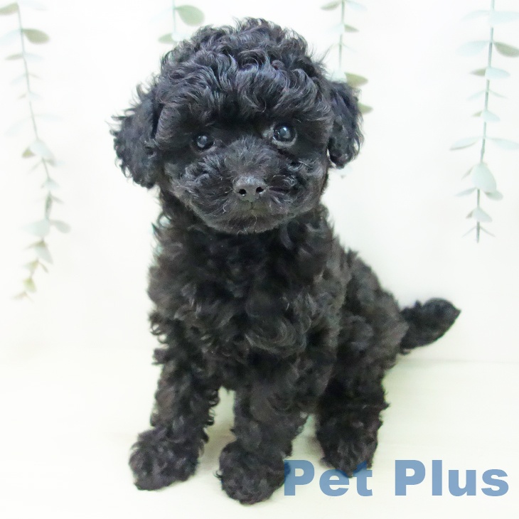 トイ・プードル