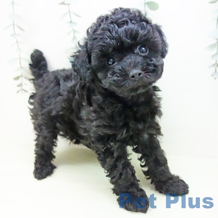 トイ・プードルの写真2