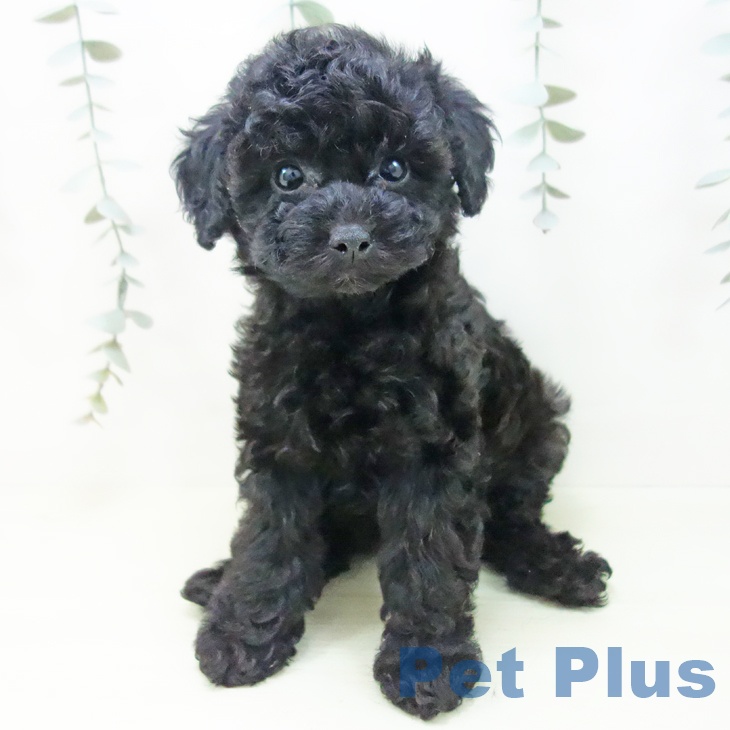 トイ・プードルの写真2