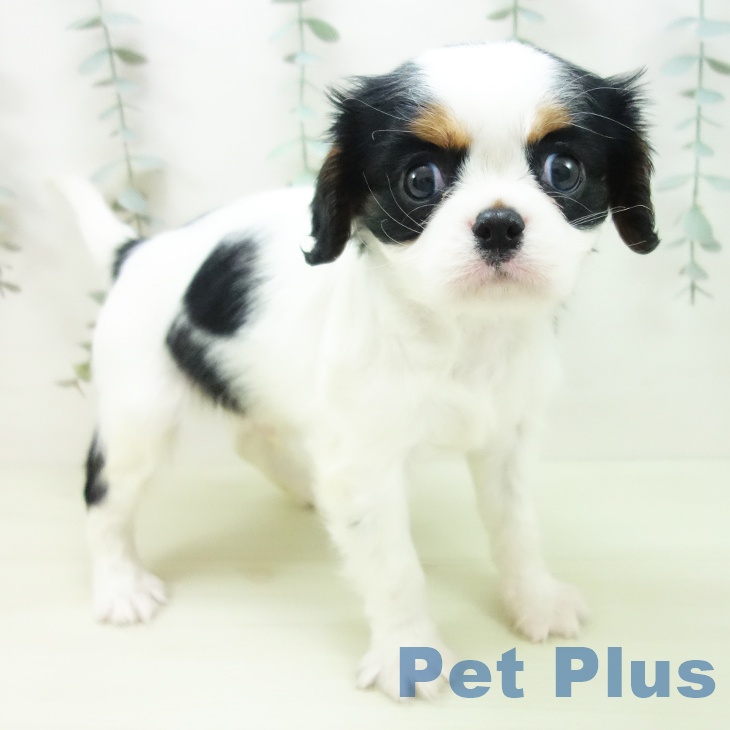 キャバリア・キングチャールズ・スパニエル