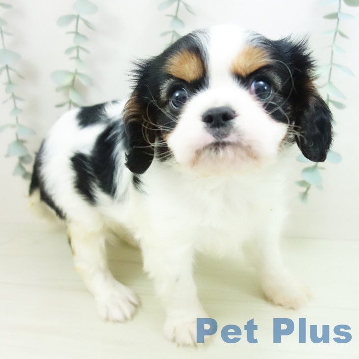 キャバリア・キングチャールズ・スパニエル