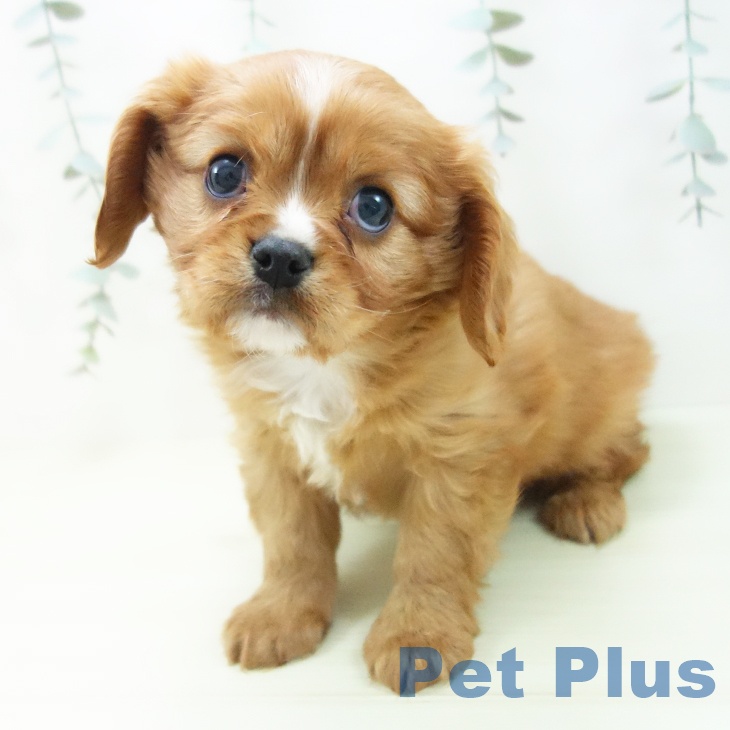 キャバリア・キングチャールズ・スパニエルの写真2