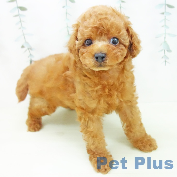 トイ・プードルの写真2