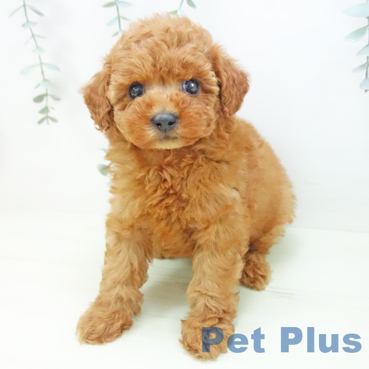 トイ・プードル