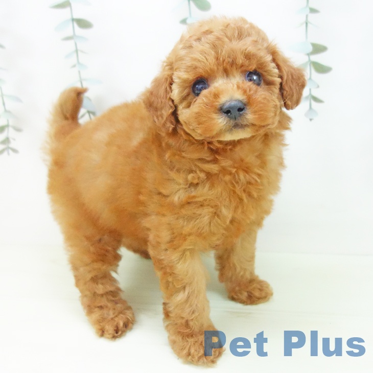 トイ・プードルの写真2