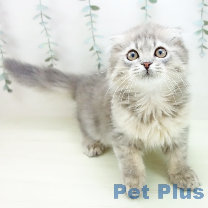 スコティッシュフォールド