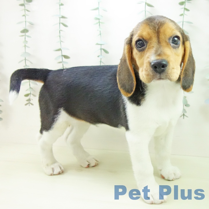 ビーグルの写真2