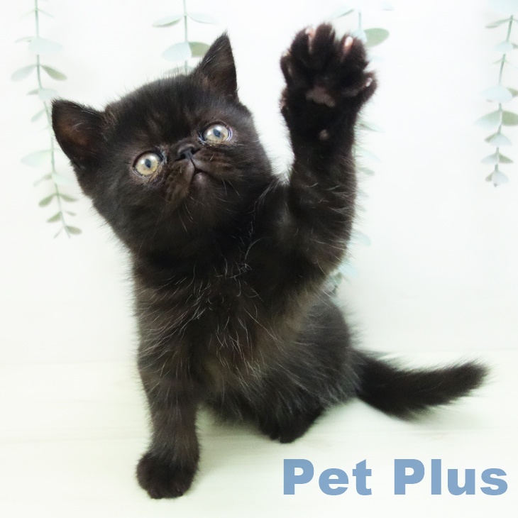 エキゾチックの写真2