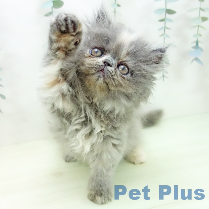 エキゾチックの写真2