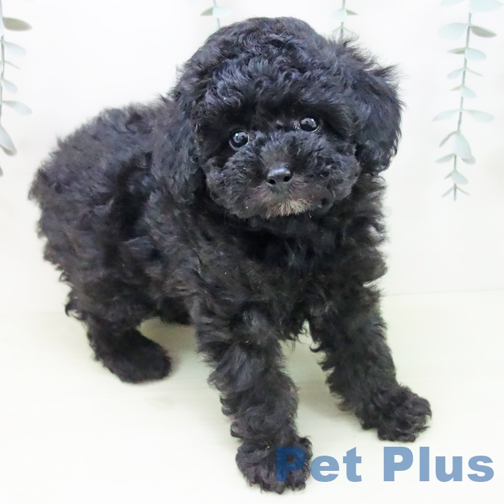 トイ・プードル