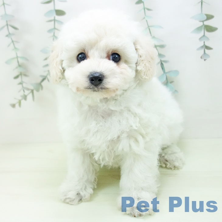 トイ・プードル