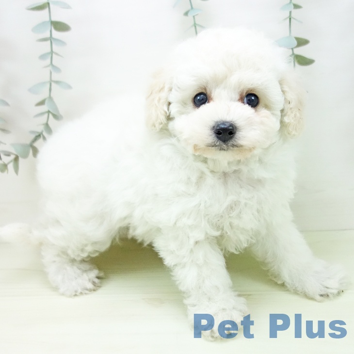 トイ・プードルの写真2