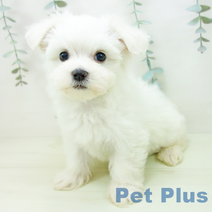 マルチーズの写真2