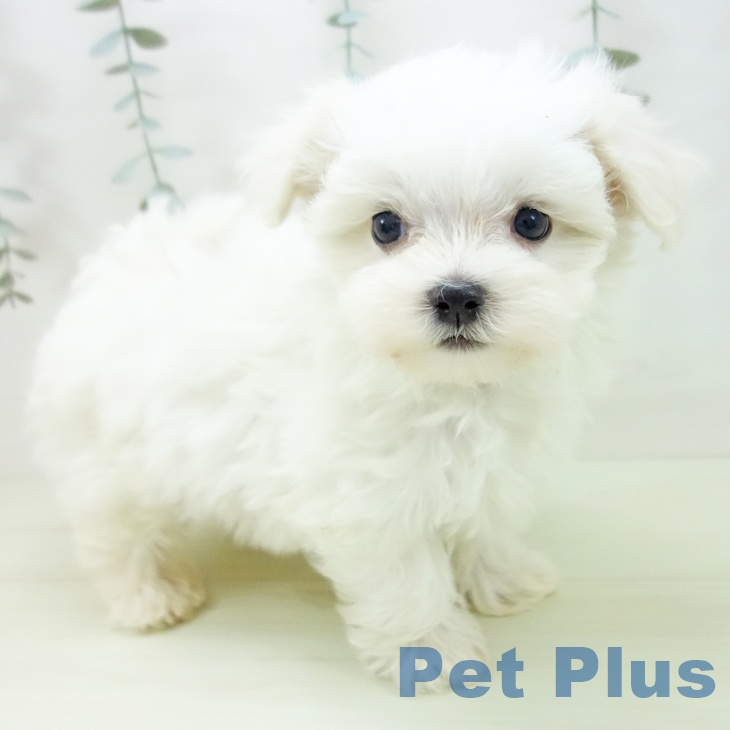 マルチーズの写真2