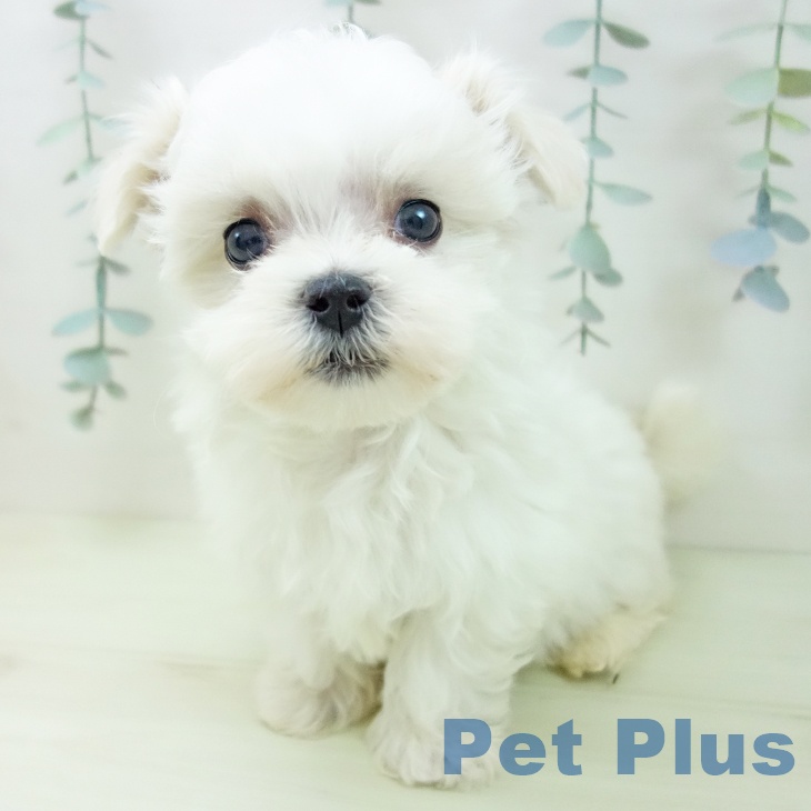 マルチーズの写真2