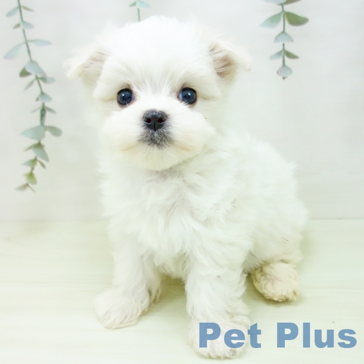 マルチーズの写真2