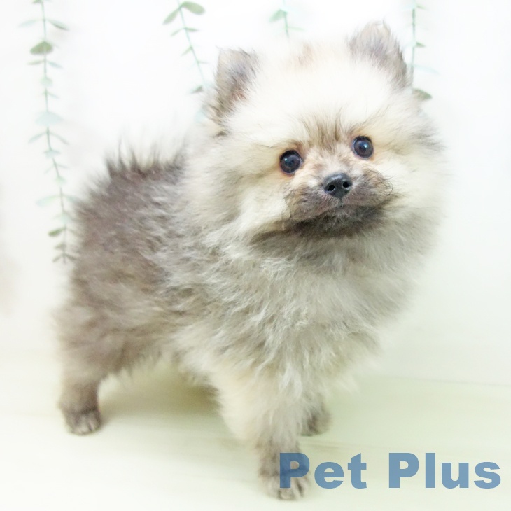 ポメラニアンの写真2