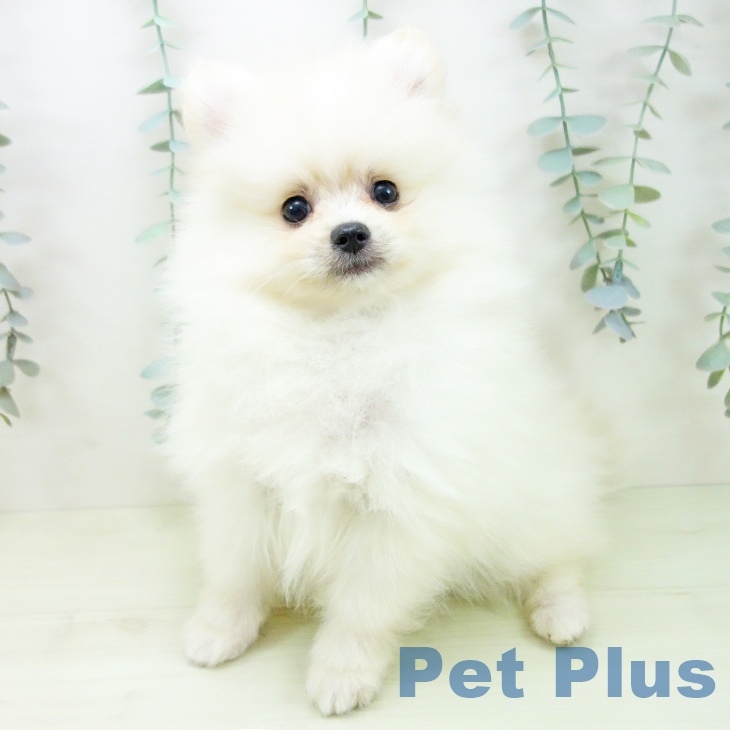 ポメラニアンの写真2