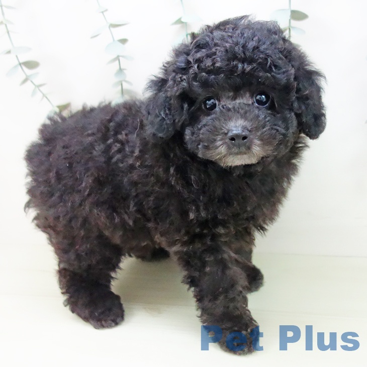 トイ・プードル