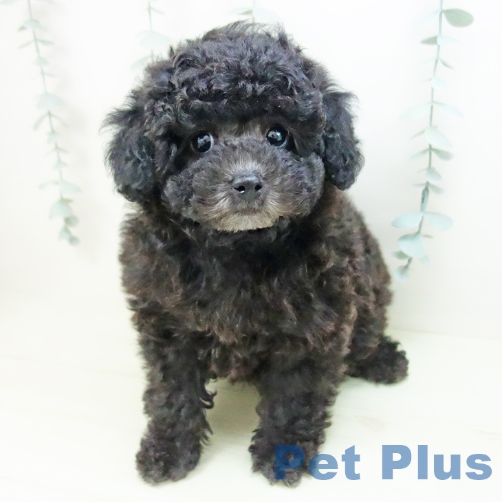 トイ・プードルの写真2