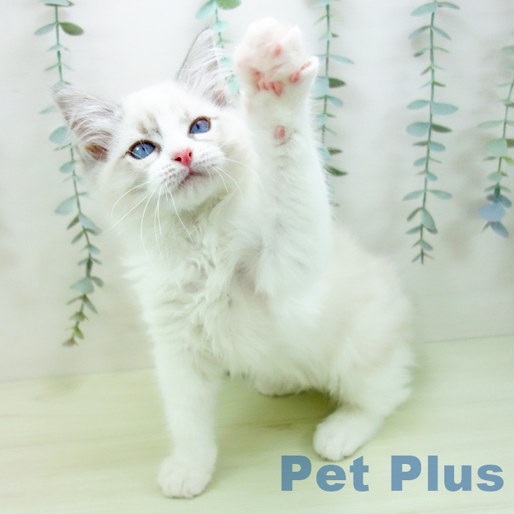 ラグドールの写真2