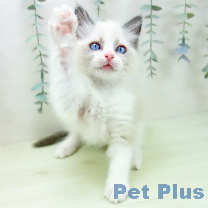 ラグドールの写真2