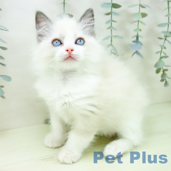 ラグドールの写真2