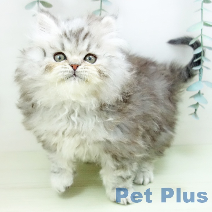 ミヌエットの写真2