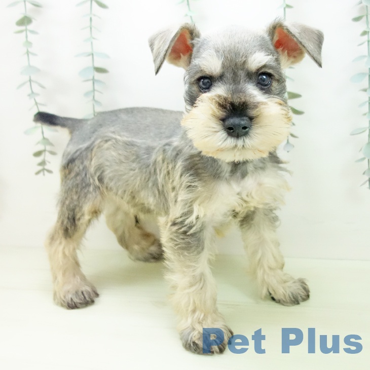 ミニチュア・シュナウザー