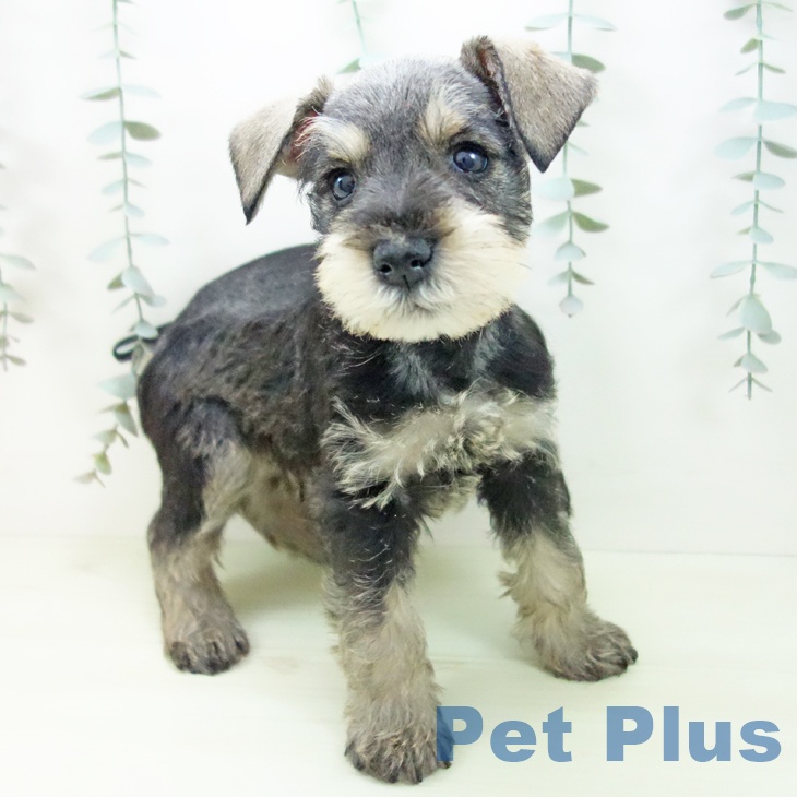 ミニチュア・シュナウザー