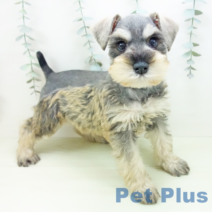 ミニチュア・シュナウザー