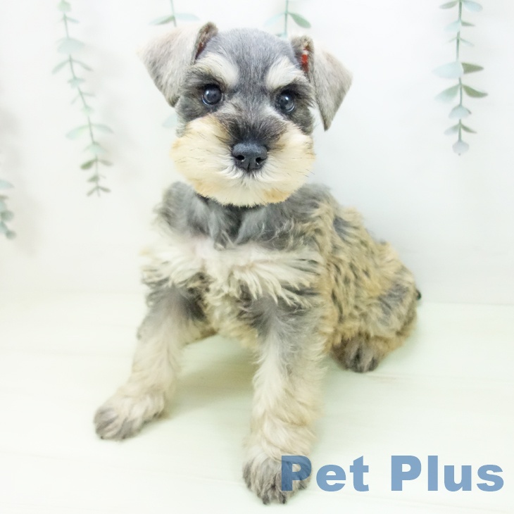 ミニチュア・シュナウザーの写真2