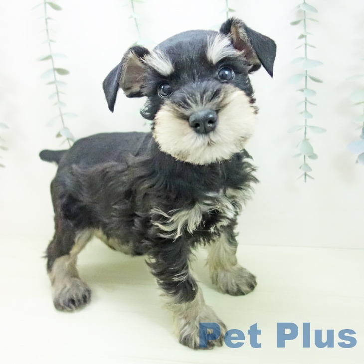 ミニチュア・シュナウザー